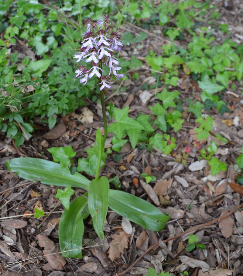 Bibbona (LI) - Orchis purpurea